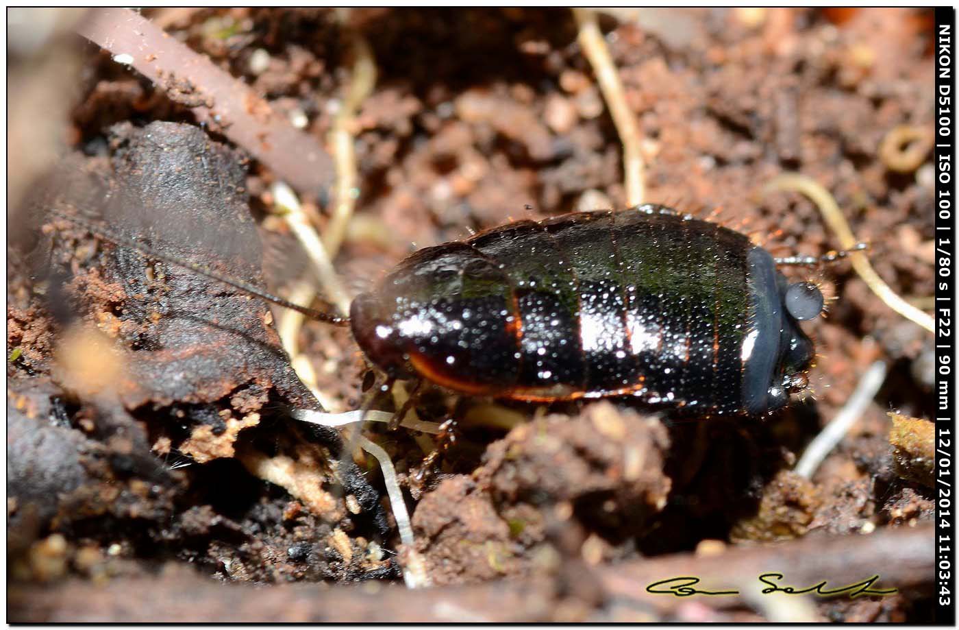 Loboptera decipiens (Germar, 1817)